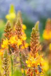 Bulbine frutescens 'Avera Sunset Orange' - P9 - image 2