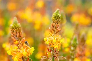 Bulbine frutescens 'Avera Sunset Orange'