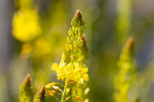 Bulbine frutescens 'Avera Sunset Yellow'