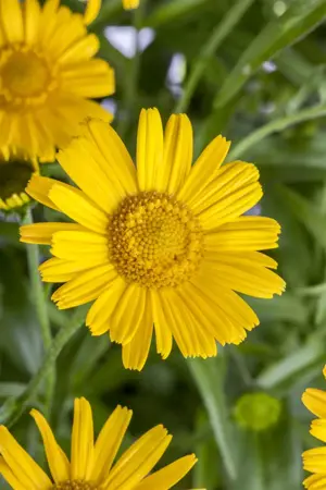 Buphthalmum salicifolium - P11 - image 2