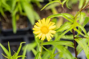 Buphthalmum salicifolium - P11 - image 4