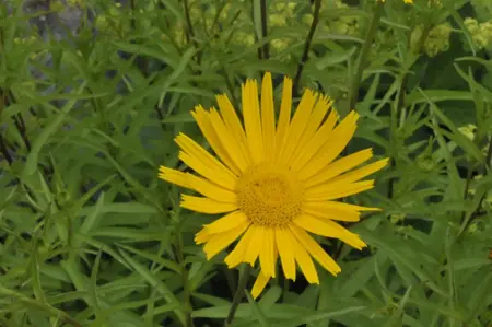 Buphthalmum salicifolium - P11 - image 3