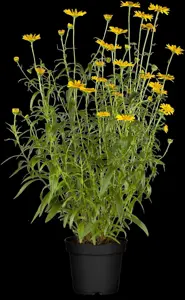 Buphthalmum salicifolium