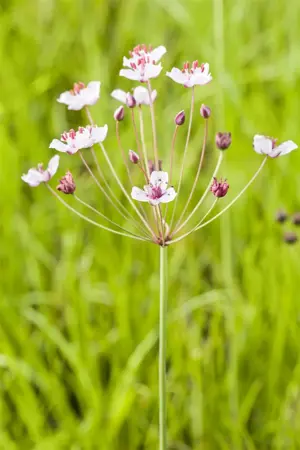 Butomus umbellatus - P9 - image 2