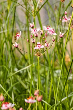 Butomus umbellatus - 17 cm aquatic basket - image 3
