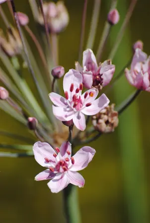 Butomus umbellatus - 17 cm aquatic basket - image 1