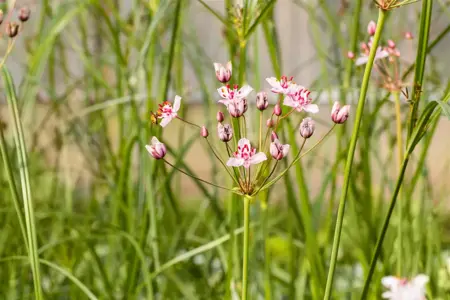 Butomus umbellatus - P9 - image 4