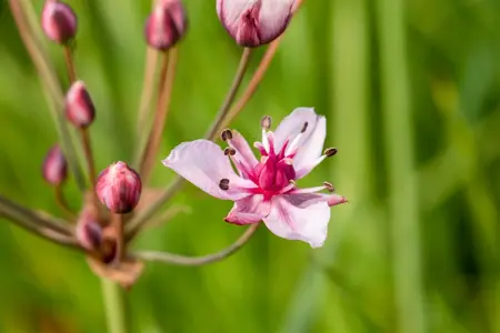 Butomus umbellatus - P9 - image 5