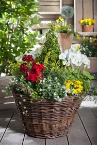 Buxus 'Anti Rups' (Xentari)
