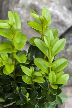 Buxus 'Anti Rups' (Xentari) - box - image 5