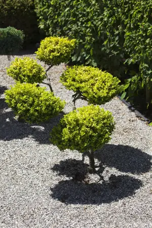 Buxus 'Carpet' (TopBuxus) - 70 Ltr. bag - image 2