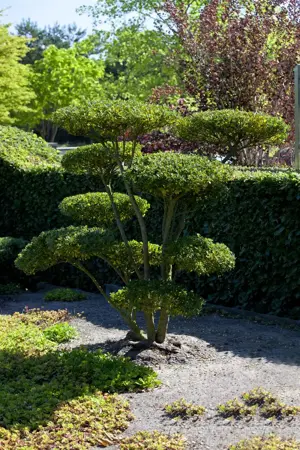 Buxus 'Carpet' (TopBuxus) - 70 Ltr. bag - image 3
