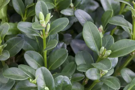 Buxus 'Carpet' (TopBuxus) - 70 Ltr. bag - image 4