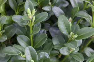 Buxus 'Carpet' (TopBuxus) - 70 Ltr. bag - image 4
