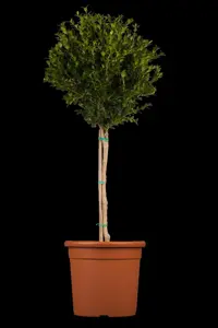 Buxus micr. 'Faulkner' - 30 CM BALL RB - image 2