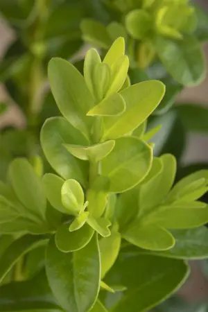 Buxus micr. 'Faulkner' - 50-60 CM RB - image 5