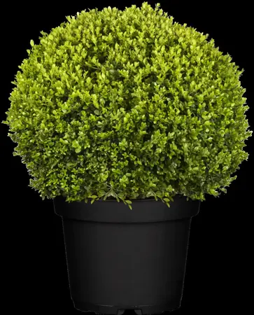 Buxus micr. 'Faulkner' - 30 CM BALL RB - image 4
