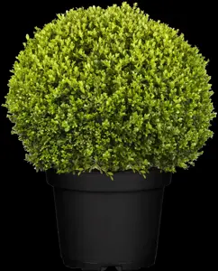 Buxus micr. 'Faulkner' - 35 CM BALL RB - image 4