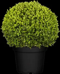 Buxus micr. 'Faulkner' - 40-45 CM BALL C12 - image 4