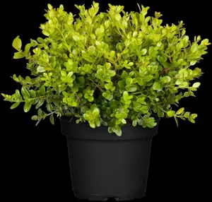 Buxus micr. 'Faulkner' - 30 CM BALL RB - image 3