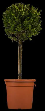Buxus micr. 'Faulkner' - 30 CM BALL RB - image 1