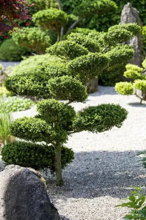 Buxus micr. 'Herrenhausen' - DOME 60 CM C15 - image 1