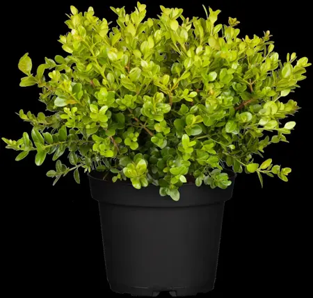 Buxus micr. 'Herrenhausen' - 15-20 CM BR - image 2