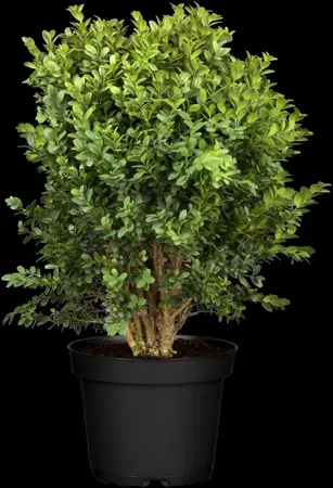 Buxus sem. 'Blauer Heinz' - P9 - image 3