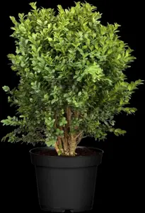 Buxus sem. 'Blauer Heinz' - P9 - image 3