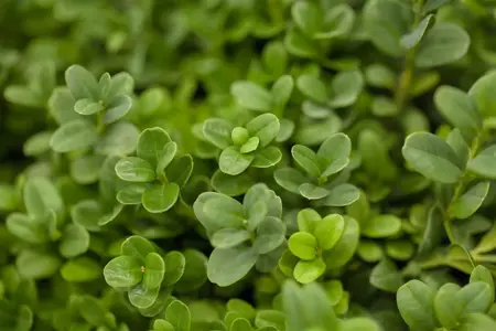 Buxus sem. 'Blauer Heinz' - P9 - image 2