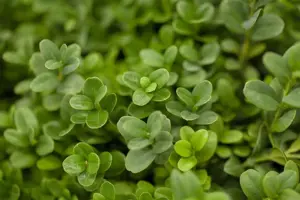 Buxus sem. 'Blauer Heinz' - P9 - image 2