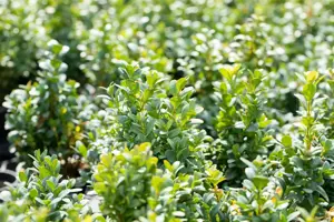 Buxus sem. 'Blauer Heinz' - P9 - image 4