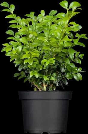 Buxus sem. 'Blauer Heinz' - P9 - image 1