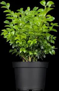 Buxus sem. 'Blauer Heinz' - 25-30 CM C5 - image 1