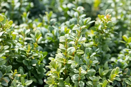 Buxus sem. 'Bullata' - 100-125 CM TRIO BALL RB