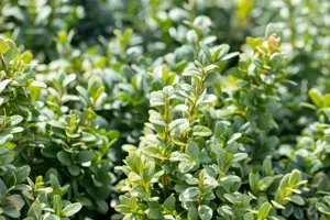 Buxus sem. 'Bullata'