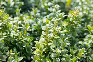 Buxus sem. 'Bullata'