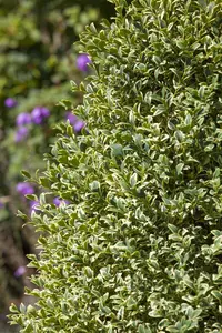 Buxus sem. 'Elegans' - 30-40 CM PYR C4 - image 3