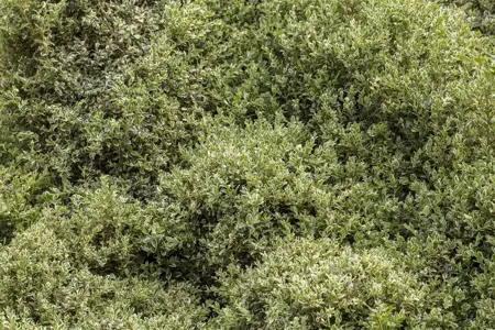Buxus sem. 'Elegans' - P9 - image 1