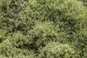 Buxus sem. 'Elegans'