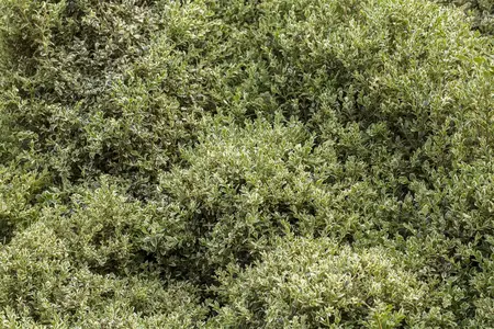 Buxus sem. 'Elegans' - 25-30 CM C2 - image 1