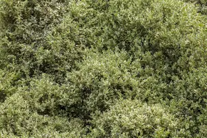 Buxus sem. 'Elegans' - 25-30 CM C2 - image 3