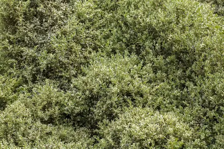 Buxus sem. 'Elegans' - 30-40 CM PYR C4 - image 1