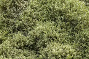 Buxus sem. 'Elegans' - 30-40 CM PYR C4 - image 1