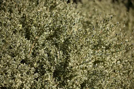 Buxus sem. 'Elegans' - 30-40 CM PYR C4 - image 2