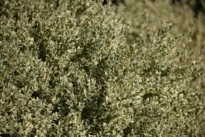 Buxus sem. 'Elegans' - 30-40 CM PYR C4 - image 2