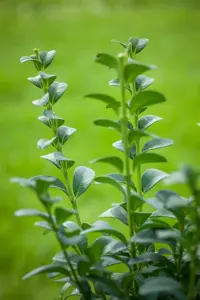 Buxus sem. 'Handsworthiensis' - 40-50 CM C2 - image 2