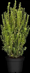 Buxus sem. 'Handsworthiensis'
