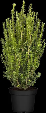 Buxus sem. 'Handsworthiensis' - 100-125 CM RB - image 1