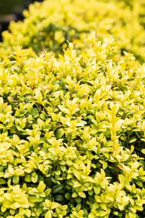 Buxus sem. 'Latifolia Maculata' - 45 CM BALL C15 - image 2